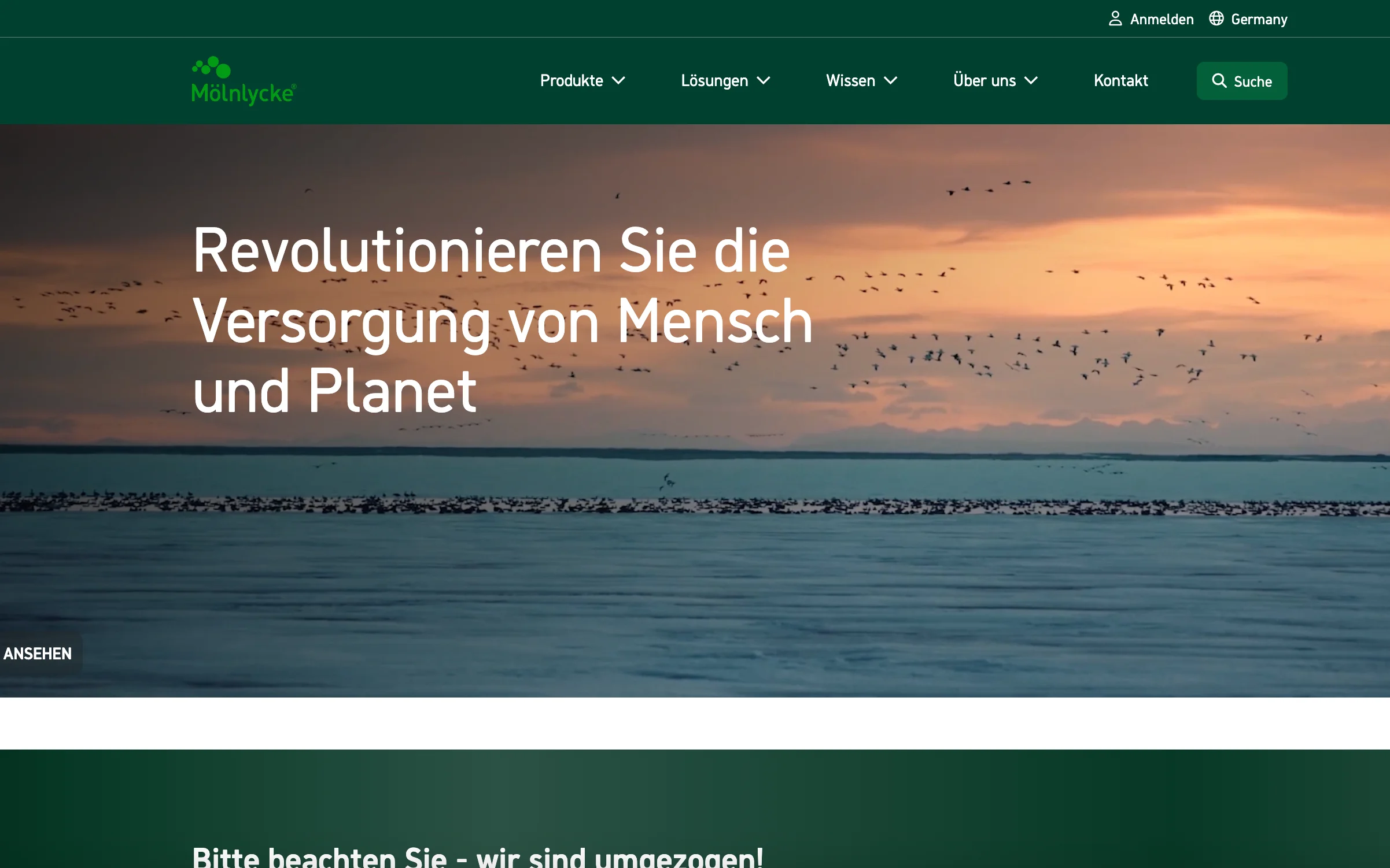 Screenshot-Beleg: Mölnlycke Health Care — Kriterium 2.1 Suchfeld persistent in Top-Bar